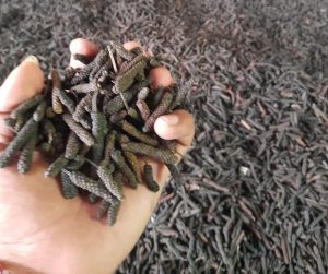 Cabe Kering